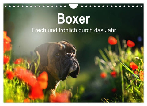 Boxer Frech und fröhlich durch das Jahr (Wandkalender 2027 DIN A4 quer), CALVENDO Monatskalender