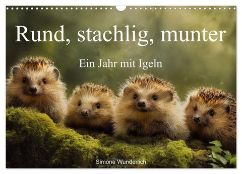 Rund, stachlig, munter - Ein Jahr mit Igeln (Wandkalender 2027 DIN A3 quer), CALVENDO Monatskalender