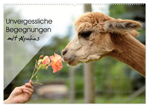Unvergessliche Begegnungen mit Alpakas (Wandkalender 2027 DIN A2 quer), CALVENDO Monatskalender