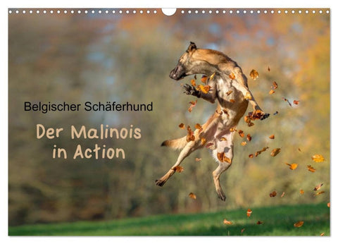 Belgischer Schäferhund - Der Malinois in Action (Wandkalender 2026 DIN A3 quer), CALVENDO Monatskalender