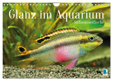 Glanz im Aquarium: Süßwasserfische (Wandkalender 2027 DIN A4 quer), CALVENDO Monatskalender