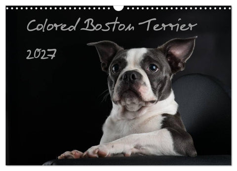 Colored Boston Terrier 2027 (Wandkalender 2027 DIN A3 quer), CALVENDO Monatskalender