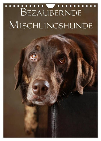 Bezaubernde Mischlingshunde (Wandkalender 2027 DIN A4 hoch), CALVENDO Monatskalender