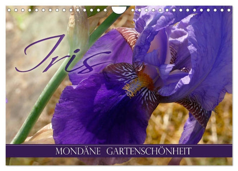 Iris - mondäne Gartenschönheit (Wandkalender 2027 DIN A4 quer), CALVENDO Monatskalender