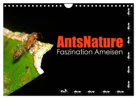 AntsNature - Faszination Ameisen (Wandkalender 2026 DIN A4 quer), CALVENDO Monatskalender