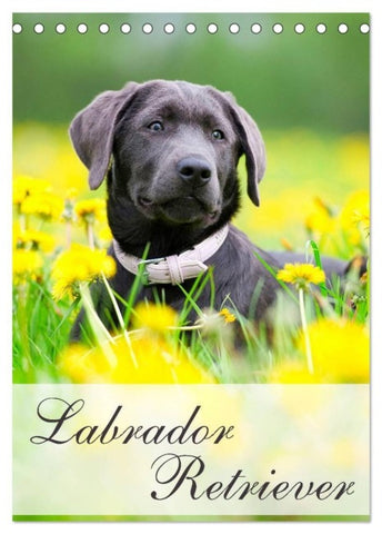 Labrador Retriever (Tischkalender 2027 DIN A5 hoch), CALVENDO Monatskalender