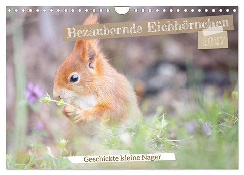 Bezaubernde Eichhörnchen (Wandkalender 2027 DIN A4 quer), CALVENDO Monatskalender