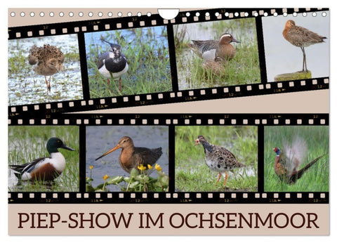 PIEP-SHOW im Ochsenmoor (Wandkalender 2027 DIN A4 quer), CALVENDO Monatskalender