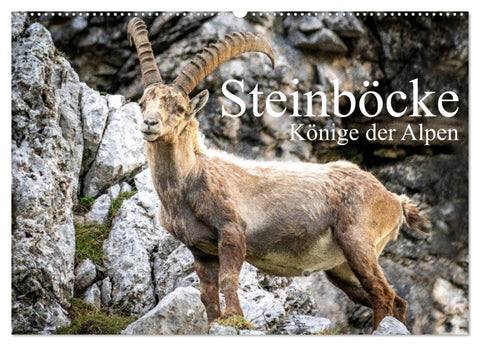 Steinböcke - Majestätische Tiere der Alpen (Wandkalender 2027 DIN A2 quer), CALVENDO Monatskalender