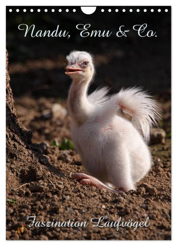 Nandu, Emu & Co. (Wandkalender 2026 DIN A4 hoch), CALVENDO Monatskalender