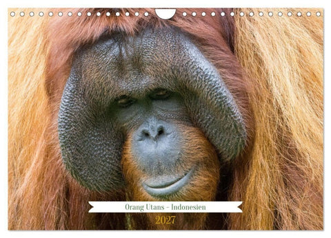 Orang Utans - Indonesien (Wandkalender 2027 DIN A4 quer), CALVENDO Monatskalender