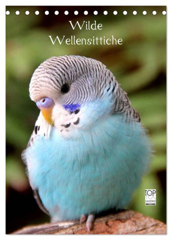 Wilde Wellensittiche (Tischkalender 2026 DIN A5 hoch), CALVENDO Monatskalender