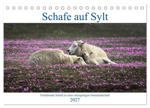 Schafe auf Sylt (Tischkalender 2027 DIN A5 quer), CALVENDO Monatskalender