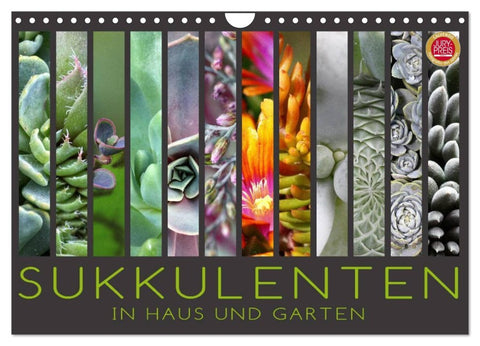 Sukkulenten in Haus und Garten (Wandkalender 2026 DIN A4 quer), CALVENDO Monatskalender