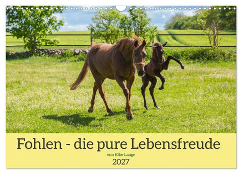 Fohlen - die pure Lebensfreude (Wandkalender 2027 DIN A3 quer), CALVENDO Monatskalender