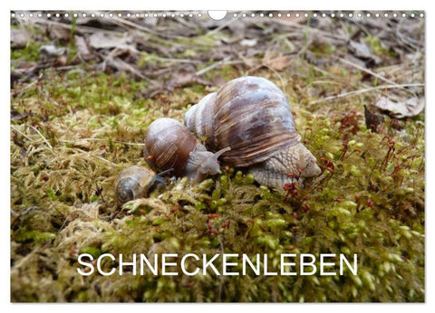 Schneckenleben (Wandkalender 2027 DIN A3 quer), CALVENDO Monatskalender