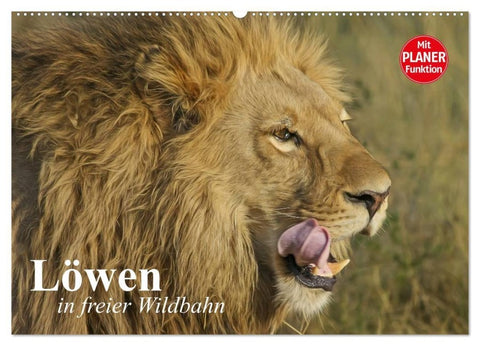 Löwen in freier Wildbahn (Wandkalender 2027 DIN A2 quer), CALVENDO Monatskalender