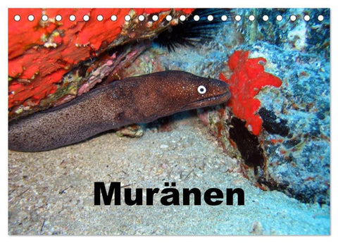 Muränen (Tischkalender 2027 DIN A5 quer), CALVENDO Monatskalender
