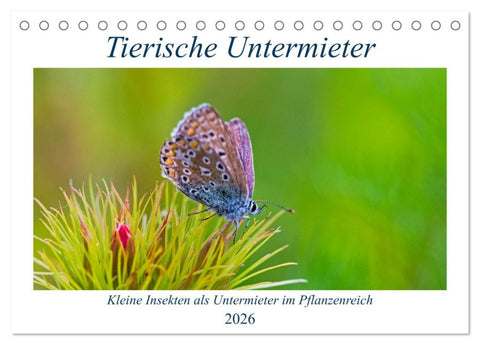 Tierische Untermieter (Tischkalender 2026 DIN A5 quer), CALVENDO Monatskalender