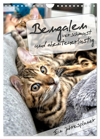Bengalen - verschmust und abenteuerlustig (Wandkalender 2027 DIN A4 hoch), CALVENDO Monatskalender