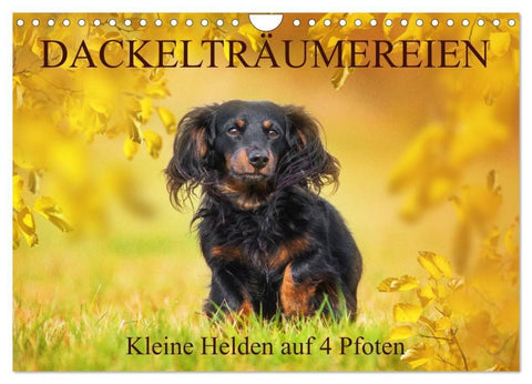 Dackelträumereien - Kleine Helden auf 4 Pfoten (Wandkalender 2027 DIN A4 quer), CALVENDO Monatskalender