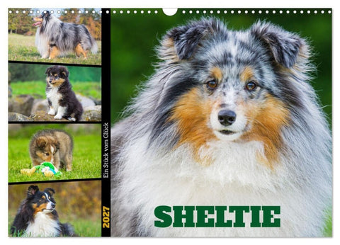 Sheltie - Ein Stück vom Glück (Wandkalender 2027 DIN A3 quer), CALVENDO Monatskalender