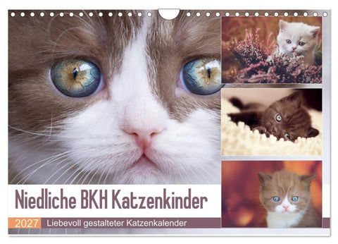Niedliche BKH Katzenkinder (Wandkalender 2027 DIN A4 quer), CALVENDO Monatskalender