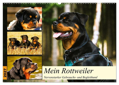 Mein Rottweiler. Nervenstarker Gebrauchs- und Begleithund (Wandkalender 2027 DIN A2 quer), CALVENDO Monatskalender