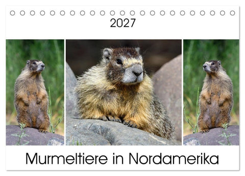 Murmeltiere in Nordamerika (Tischkalender 2027 DIN A5 quer), CALVENDO Monatskalender