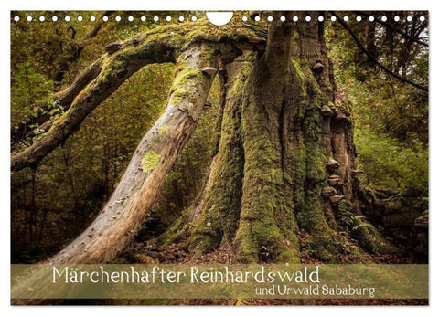 Märchenhafter Reinhardswald und Urwald Sababurg (Wandkalender 2027 DIN A4 quer), CALVENDO Monatskalender