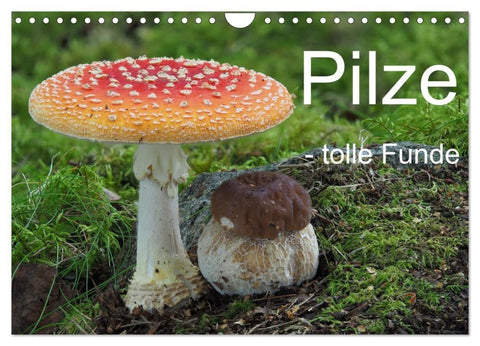Pilze - tolle Funde (Wandkalender 2027 DIN A4 quer), CALVENDO Monatskalender
