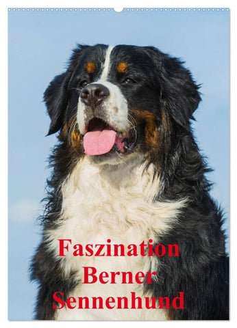 Faszination Berner Sennenhund (Wandkalender 2027 DIN A2 hoch), CALVENDO Monatskalender