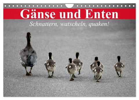 Gänse und Enten. Schnattern, watscheln, quaken! (Wandkalender 2027 DIN A4 quer), CALVENDO Monatskalender