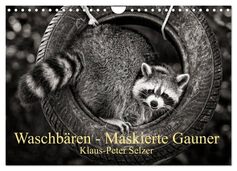 Waschbären - Maskierte Gauner (Wandkalender 2027 DIN A4 quer), CALVENDO Monatskalender