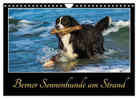 Berner Sennenhunde am Strand (Wandkalender 2027 DIN A4 quer), CALVENDO Monatskalender