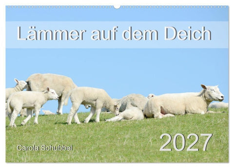 Lämmer auf dem Deich (Wandkalender 2027 DIN A2 quer), CALVENDO Monatskalender