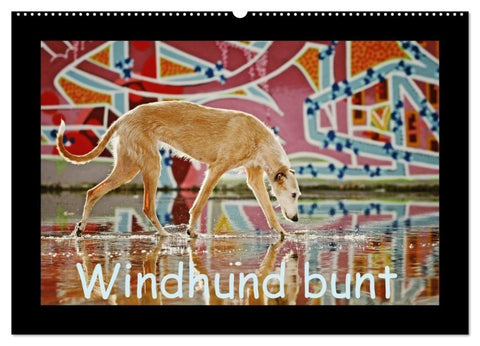 Windhund bunt (Wandkalender 2027 DIN A2 quer), CALVENDO Monatskalender