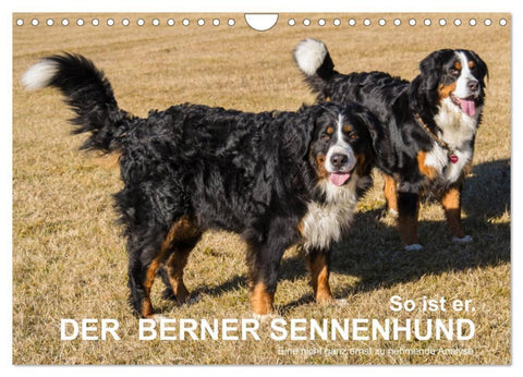 So ist er. Der Berner Sennenhund (Wandkalender 2026 DIN A4 quer), CALVENDO Monatskalender