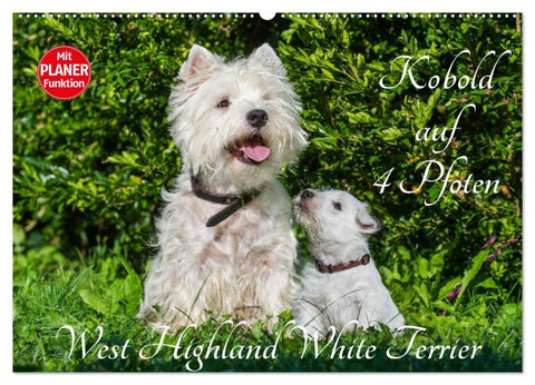 Kobold auf 4 Pfoten - West Highland White Terrier (Wandkalender 2026 DIN A2 quer), CALVENDO Monatskalender