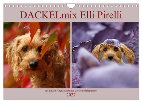 DACKELmix Elli Pirelli (Wandkalender 2027 DIN A4 quer), CALVENDO Monatskalender