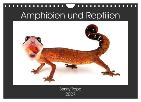 Amphibien und Reptilien (Wandkalender 2027 DIN A4 quer), CALVENDO Monatskalender