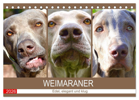 Weimaraner. Edel, elegant und klug (Tischkalender 2026 DIN A5 quer), CALVENDO Monatskalender