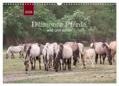 Dülmener Pferde, wild und schön (Wandkalender 2026 DIN A3 quer), CALVENDO Monatskalender