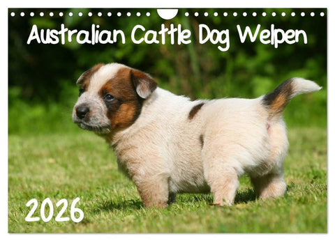 Australian Cattle Dog Welpen (Wandkalender 2026 DIN A4 quer), CALVENDO Monatskalender