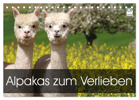 Alpakas zum Verlieben (Tischkalender 2027 DIN A5 quer), CALVENDO Monatskalender