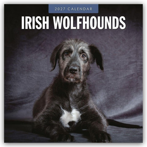 Irish Wolfhounds – Irischer Wolfshund 2027 – 16-Monatskalender
