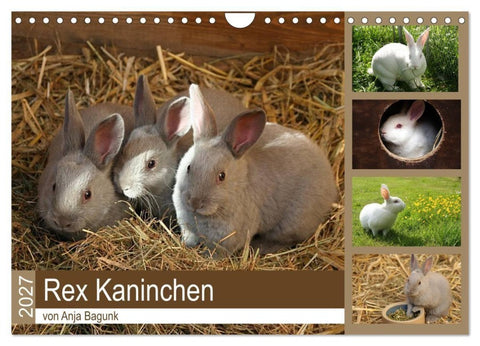 Rex - Kaninchen (Wandkalender 2027 DIN A4 quer), CALVENDO Monatskalender