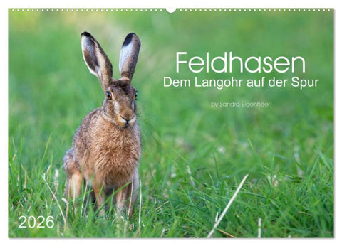 Feldhasen - dem Langohr auf der Spur (Wandkalender 2026 DIN A2 quer), CALVENDO Monatskalender