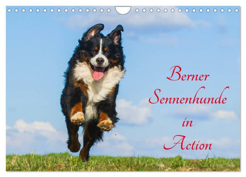 Berner Sennenhunde in Action (Wandkalender 2026 DIN A4 quer), CALVENDO Monatskalender