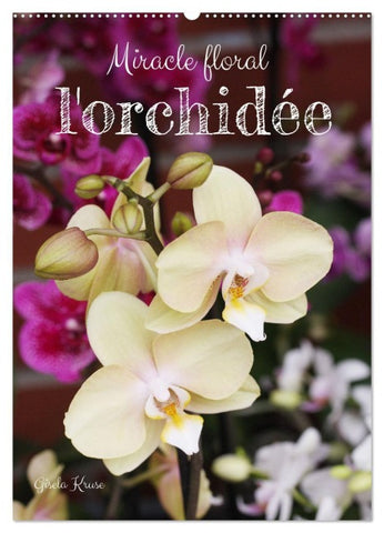 Miracle floral l'orchidée (Calendrier mural 2026 DIN A2 horizontal), CALVENDO calendrier mensuel